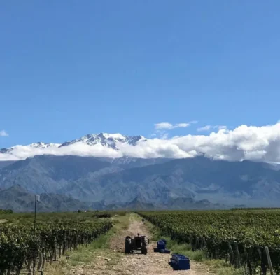 Primer Intento Syrah - Imagen 5