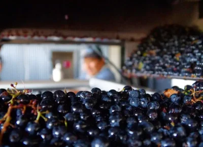 Acumine Malbec - Imagen 4