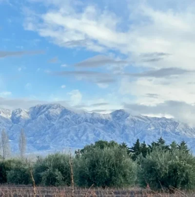 Amansado Ánfora Pedro Ximénez de Flor - Imagen 6