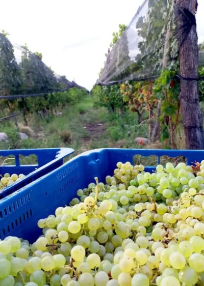 Adamow Sauvignon Blanc - Imagen 5
