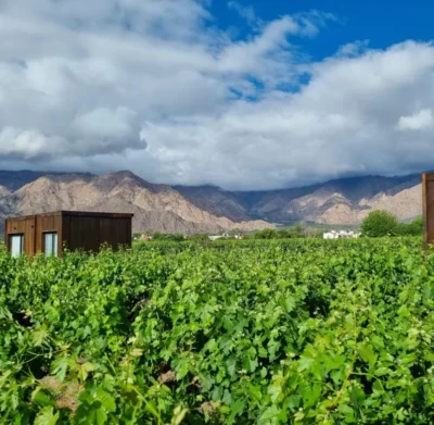 Adamow Pinot Noir - Imagen 4