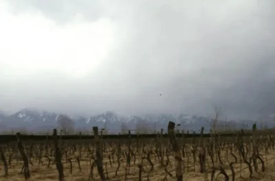 4 Gatos Locos Cabernet Sauvignon - Imagen 4