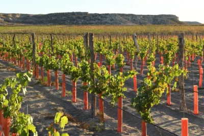 Ribera del Cuarzo Clásico Pátinas Blancas - Imagen 2