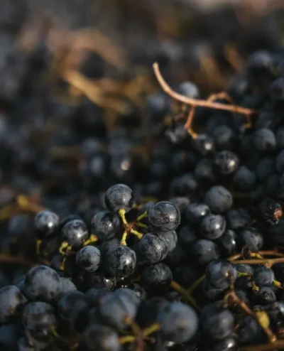 Zuccardi Finca Las Cerrilladas Malbec - Imagen 3
