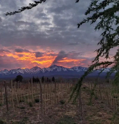 Los Bisole Merlot – Cabernet Sauvignon - Imagen 4