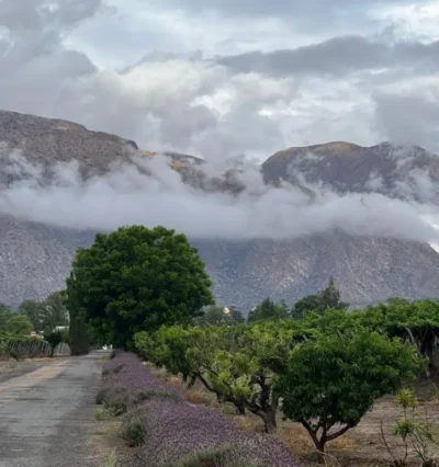 Laborum de parcela Tannat Finca Alto Rio Seco - Imagen 2