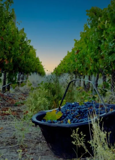 Los Bisole Merlot – Cabernet Sauvignon - Imagen 5