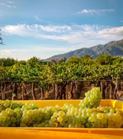 Alto Los Cuises Chardonnay - Imagen 2