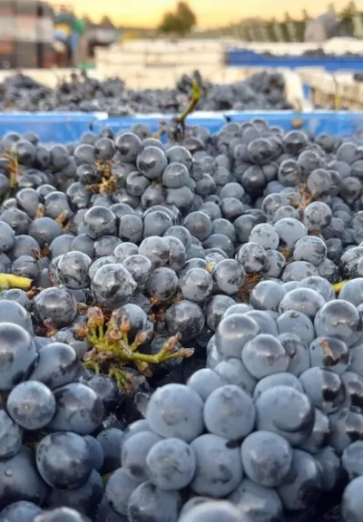 Macollo Petit Verdot - Imagen 5