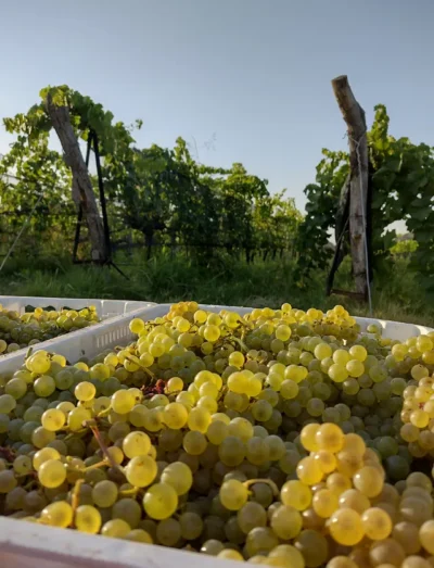 Finca La Coti Chardonnay - Imagen 2