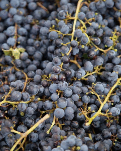 Michelini I Mufatto GY Malbec – Cabernet Franc - Imagen 6