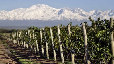 Credo Malbec Paraje Altamira - Imagen 6