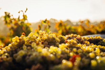 Flora By Zaha Fumé Sauvignon Blanc - Imagen 2